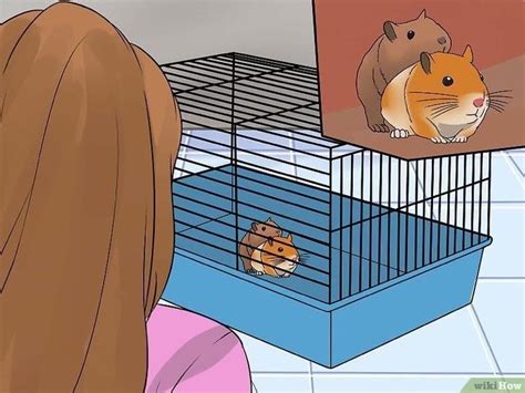 hamster free porne